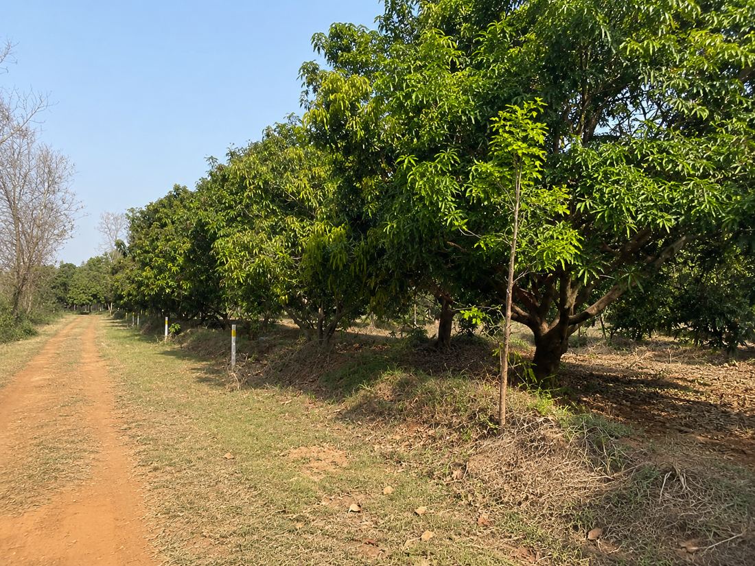 Rows of trees growing on the farmland