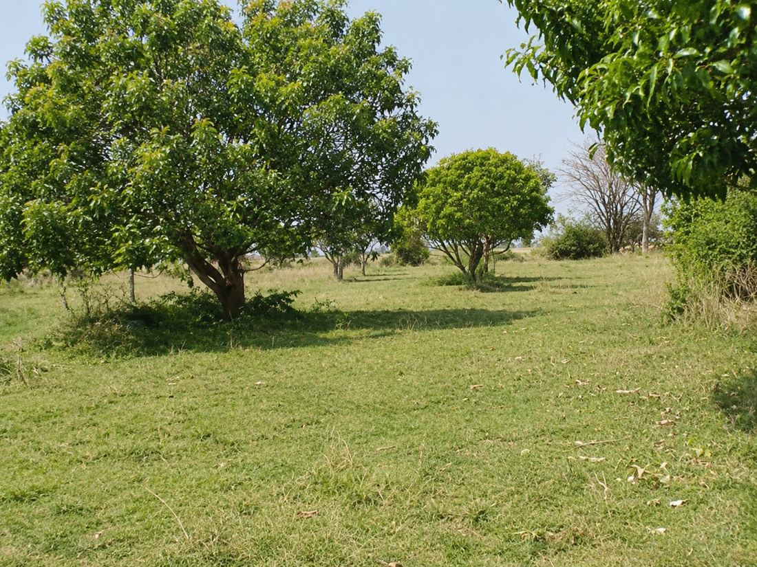 Trees maturing across the open field